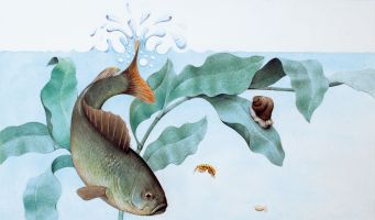 Sachbuch Illustrationen